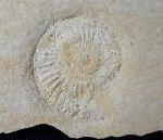 Subplanites rueppelianum QUENSTEDT 1888 - Bild &copy; FossNet FossilienStore
